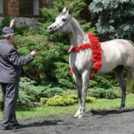 Nagroda dla najlepszego hodowcy koni arabskich na świecie trafiła do Michałowa